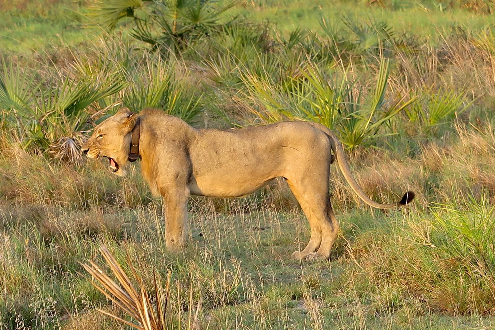 11-23 Moz. 2 Collared Lion from S. Africa.jpg